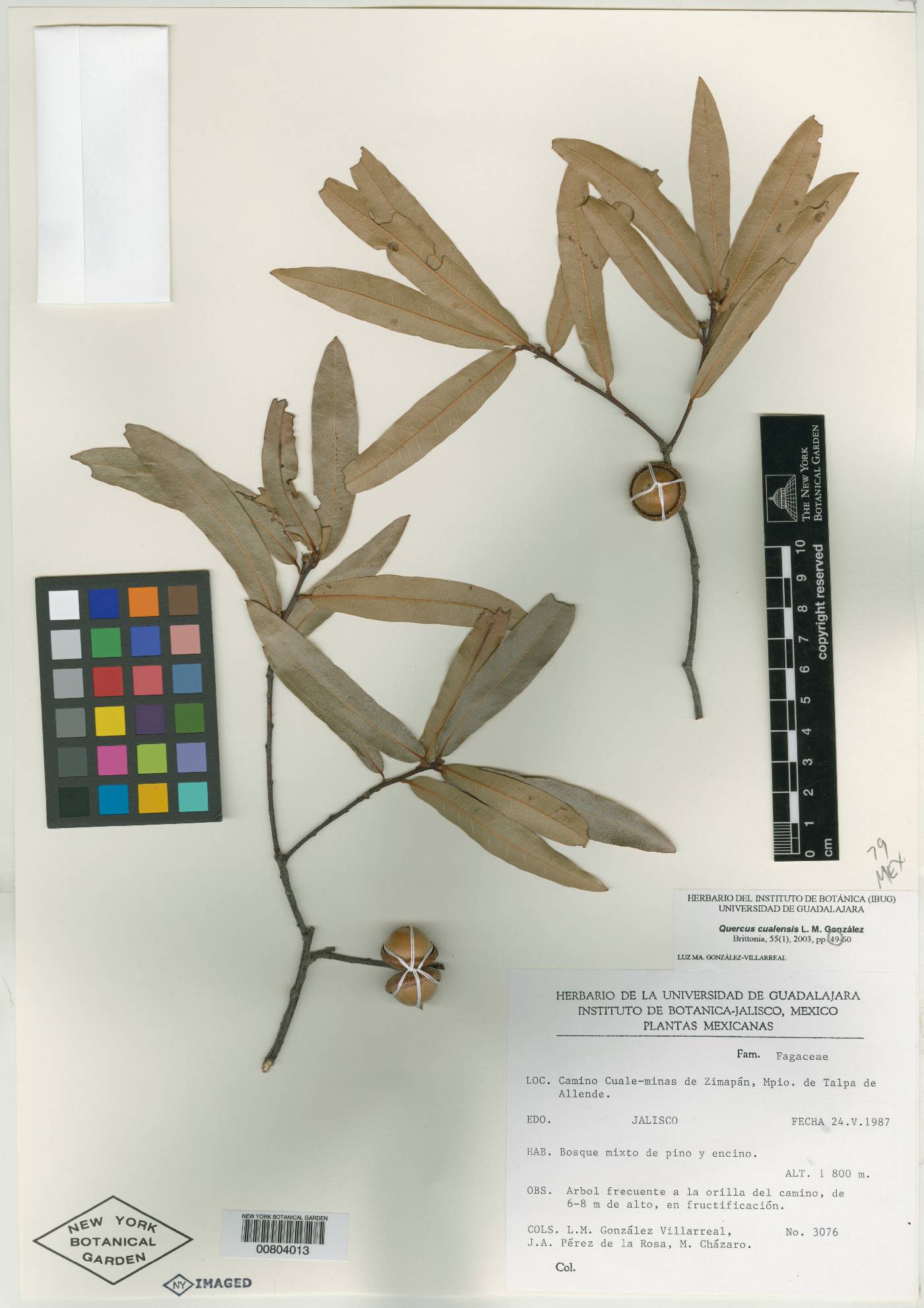 Quercus cualensis image