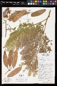 Albizia tomentosa image