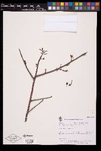 Bursera laurihuertae image