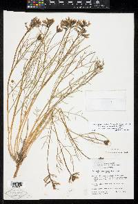 Astragalus pterocarpus image