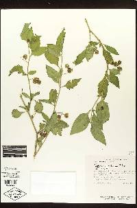 Solanum dasyadenium image