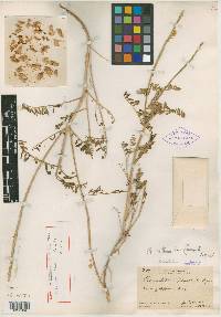 Astragalus collinus image