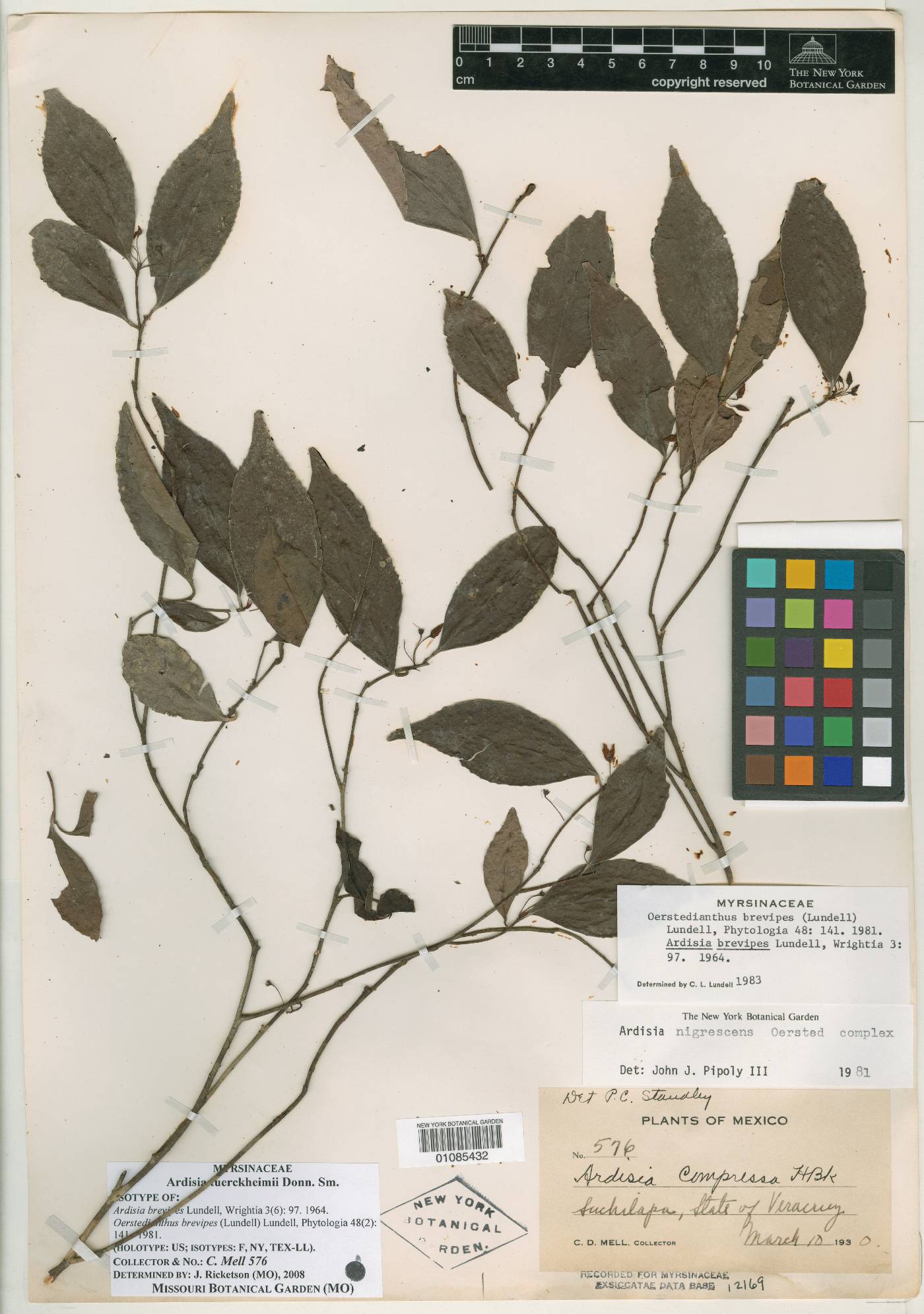 Ardisia tuerckheimii image