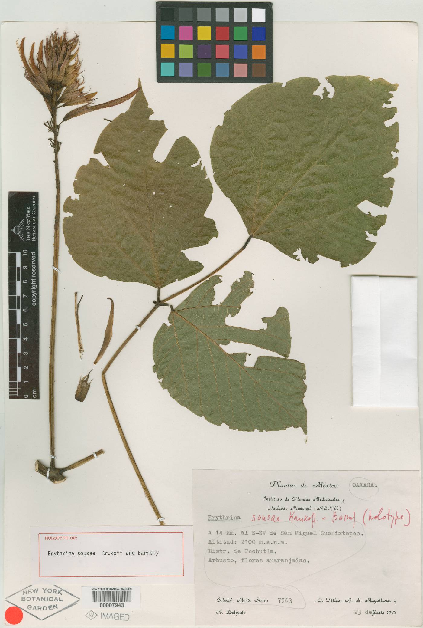 Erythrina sousae image