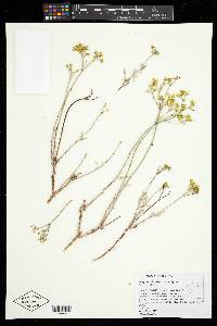 Eriogonum microtheca image