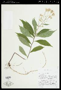 Oclemena acuminata image