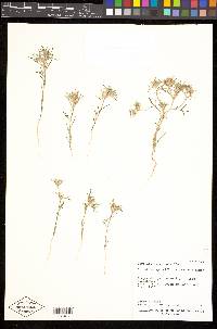 Eriastrum sparsiflorum image