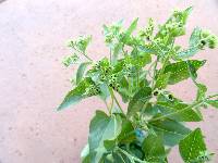 Ageratina herbacea image