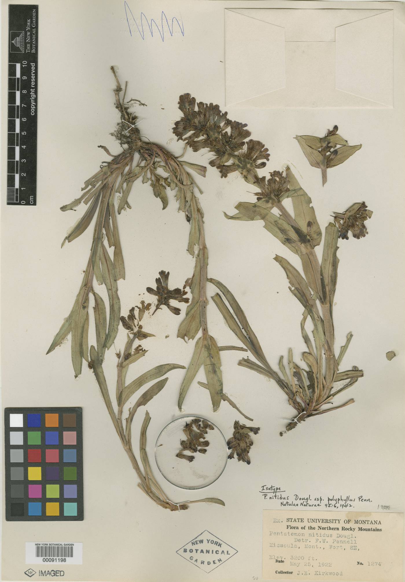 Penstemon nitidus subsp. polyphyllus image