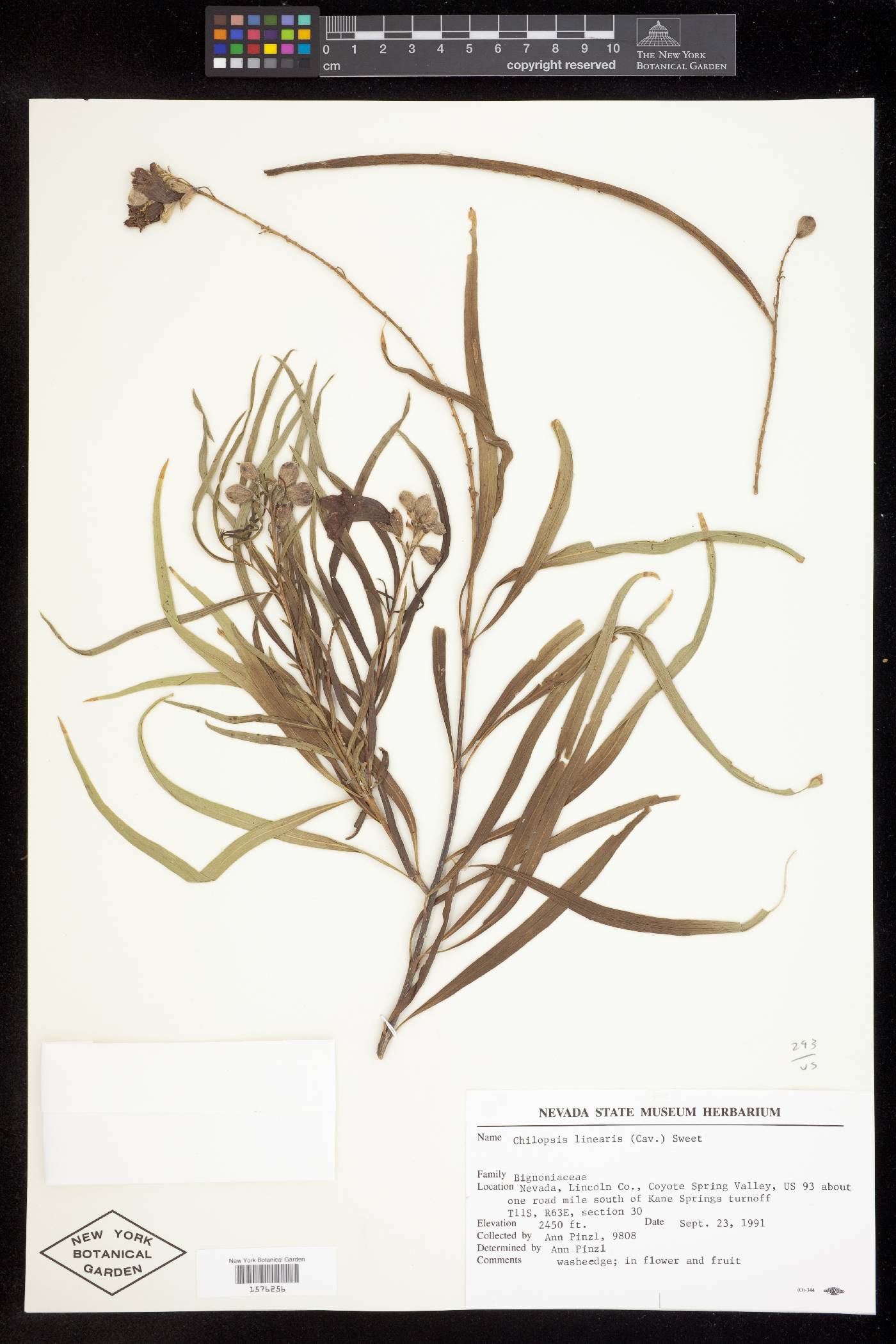 Chilopsis linearis subsp. linearis image