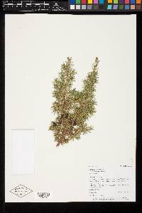 Juniperus communis var. depressa image