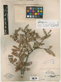 Quercus geminata image