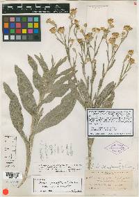 Chrysopsis graminifolia image