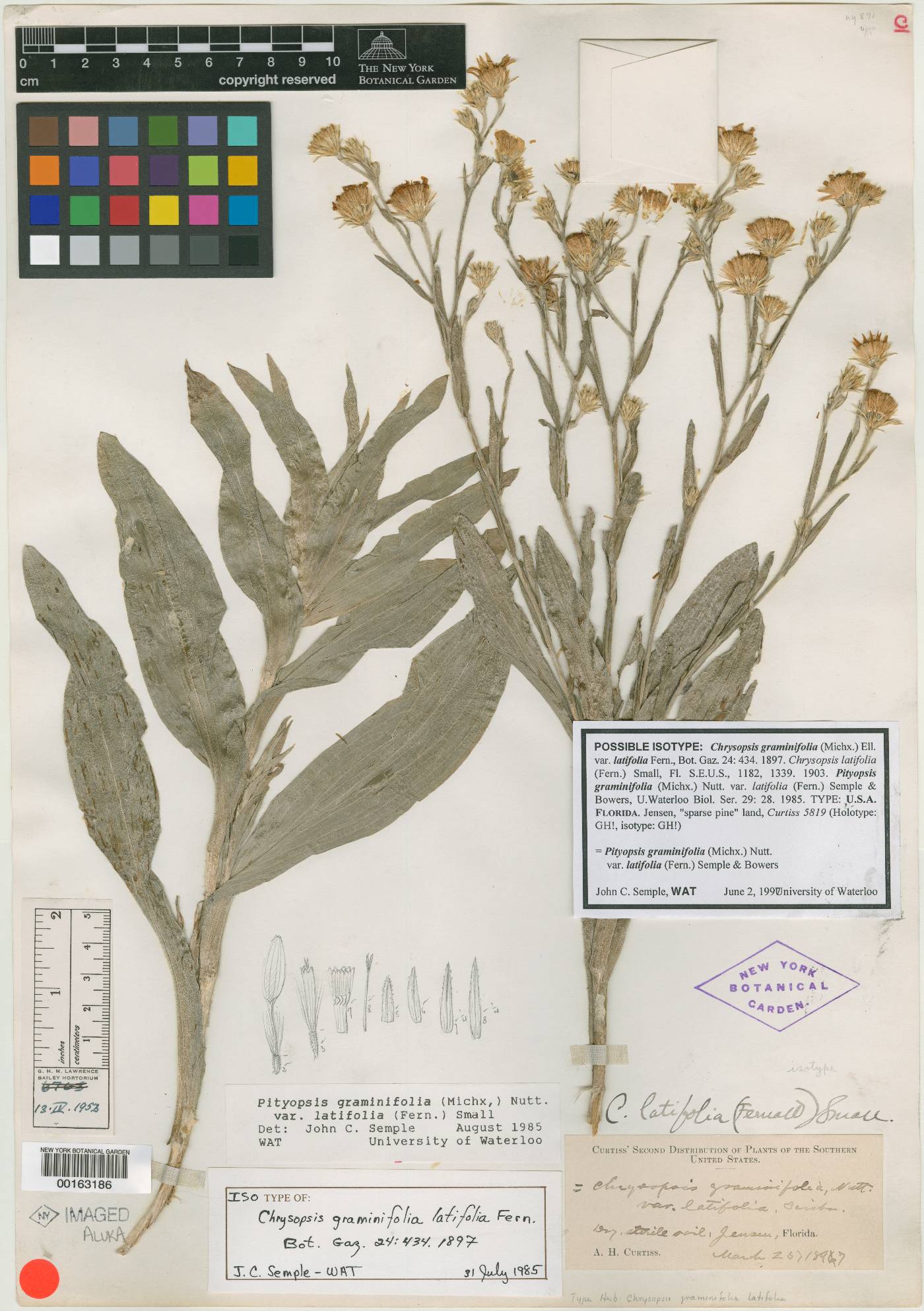 Chrysopsis graminifolia var. latifolia image