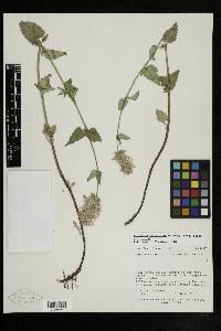 Agastache urticifolia var. urticifolia image