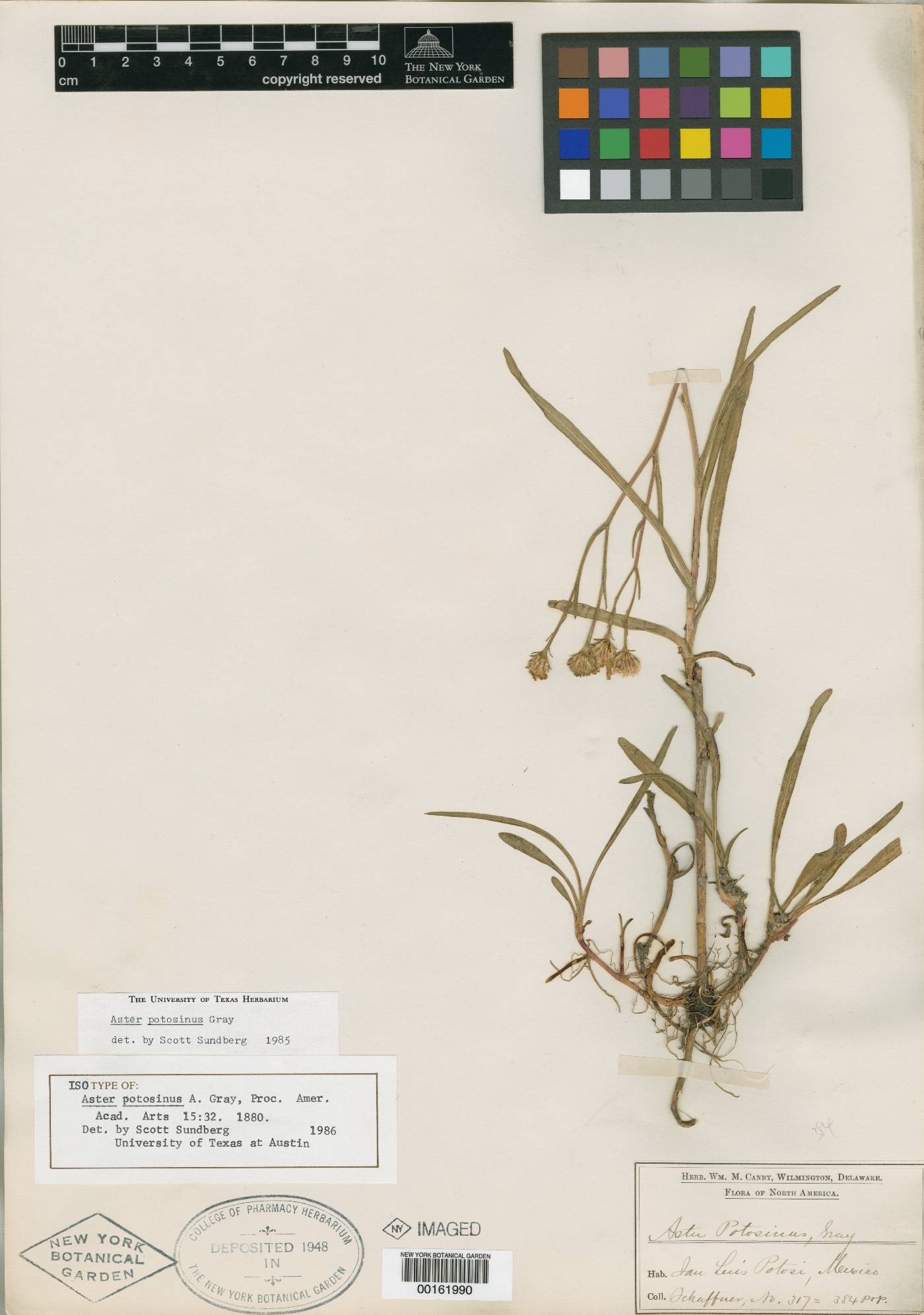 Symphyotrichum potosinum image