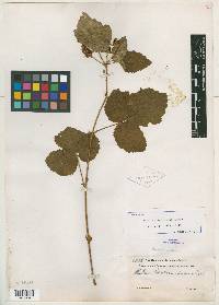 Rubus eastwoodianus image