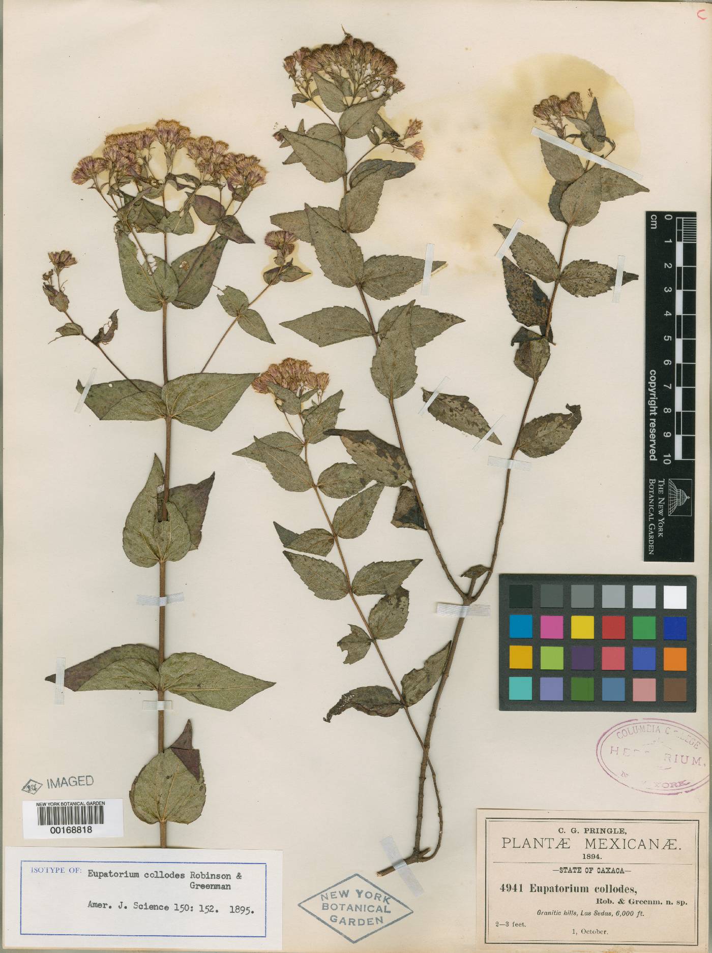 Ageratina collodes image