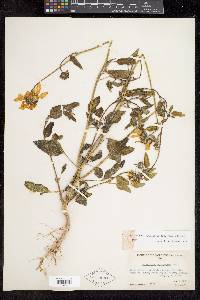 Helianthus petiolaris subsp. fallax image