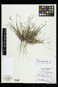 Image of Sisyrinchium guanajuatense