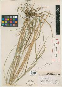 Carex interimus image