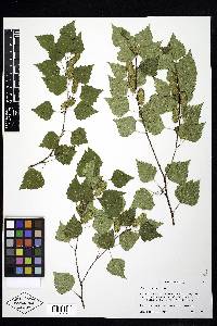 Betula occidentalis image