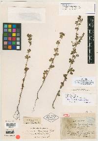 Lachemilla sibbaldiifolia image