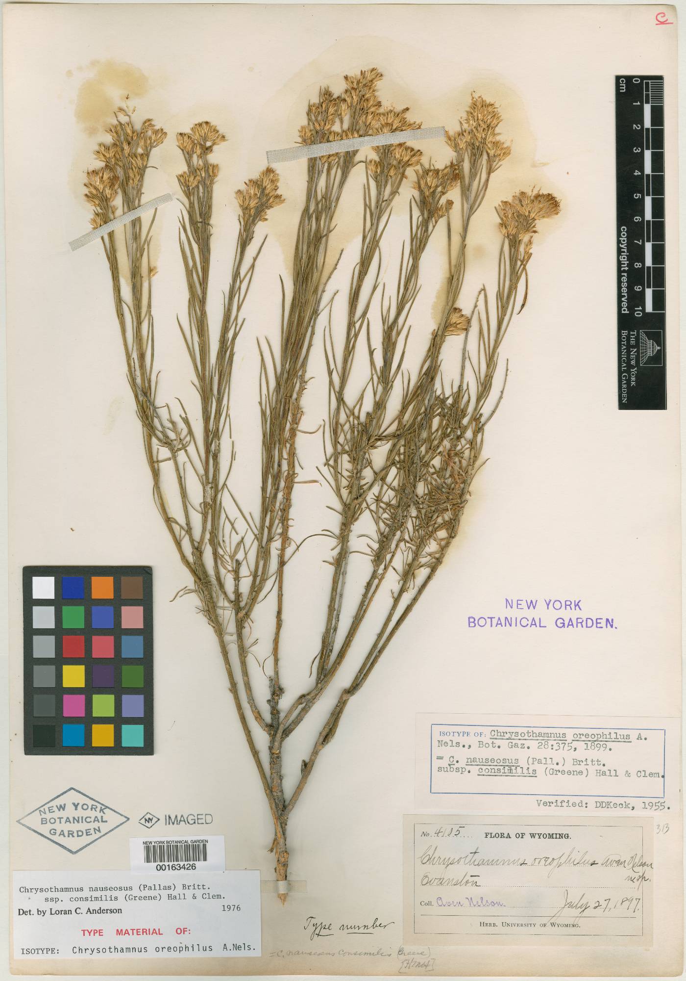 Chrysothamnus oreophilus image