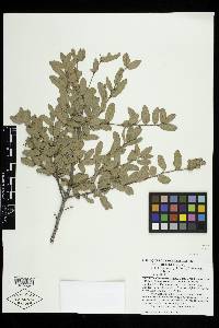 Quercus depressipes image