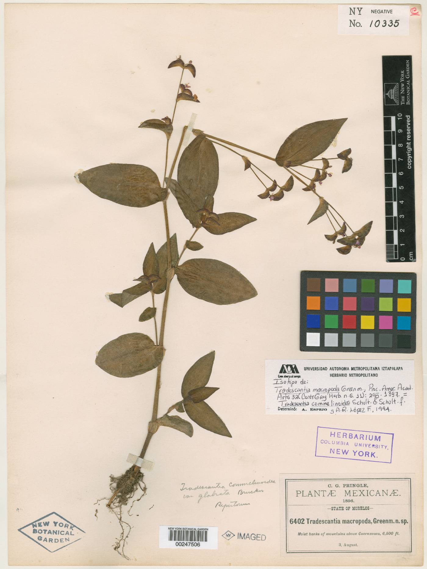 Tradescantia commelinoides image