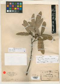 Quercus transmontana image