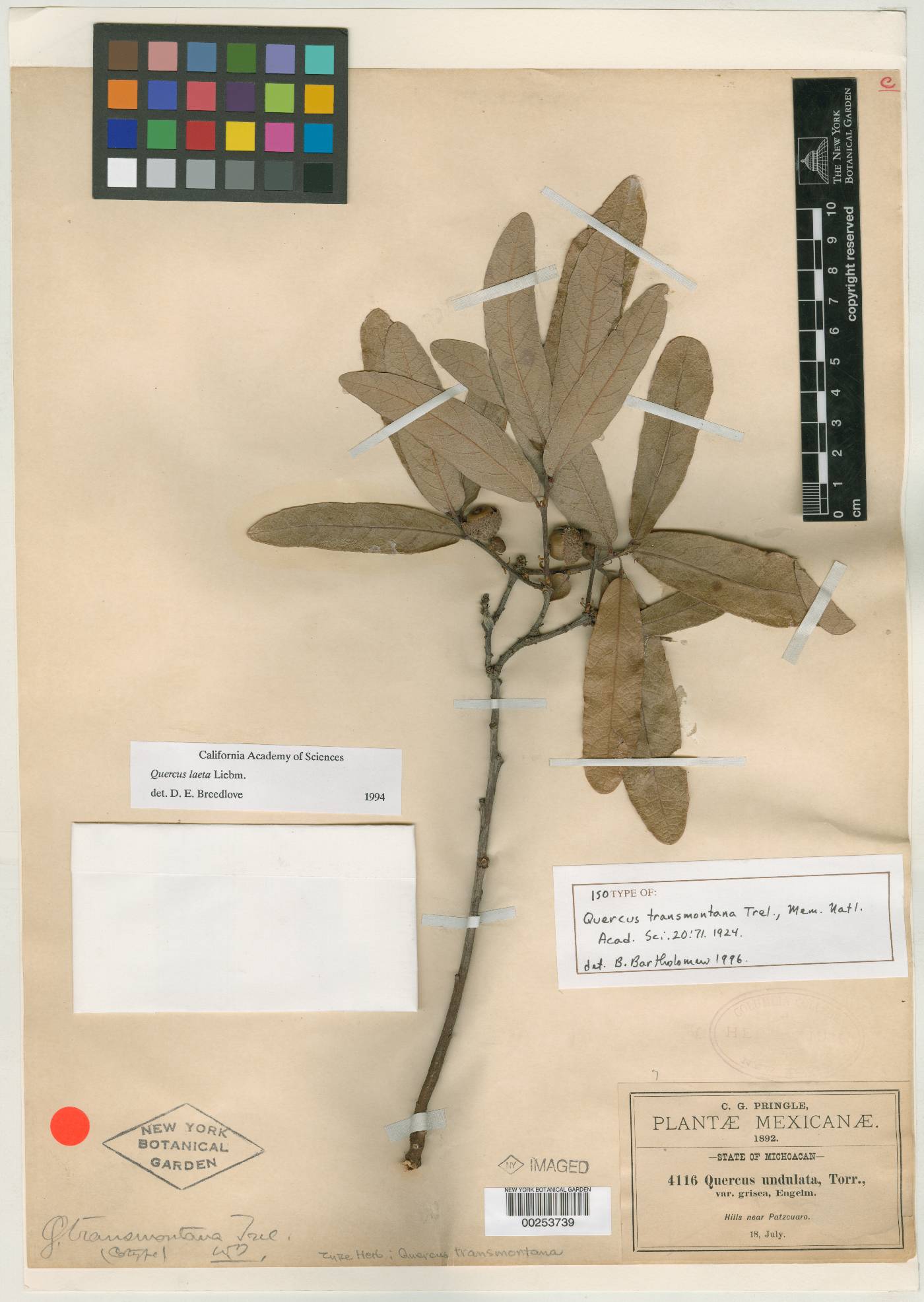 Quercus transmontana image
