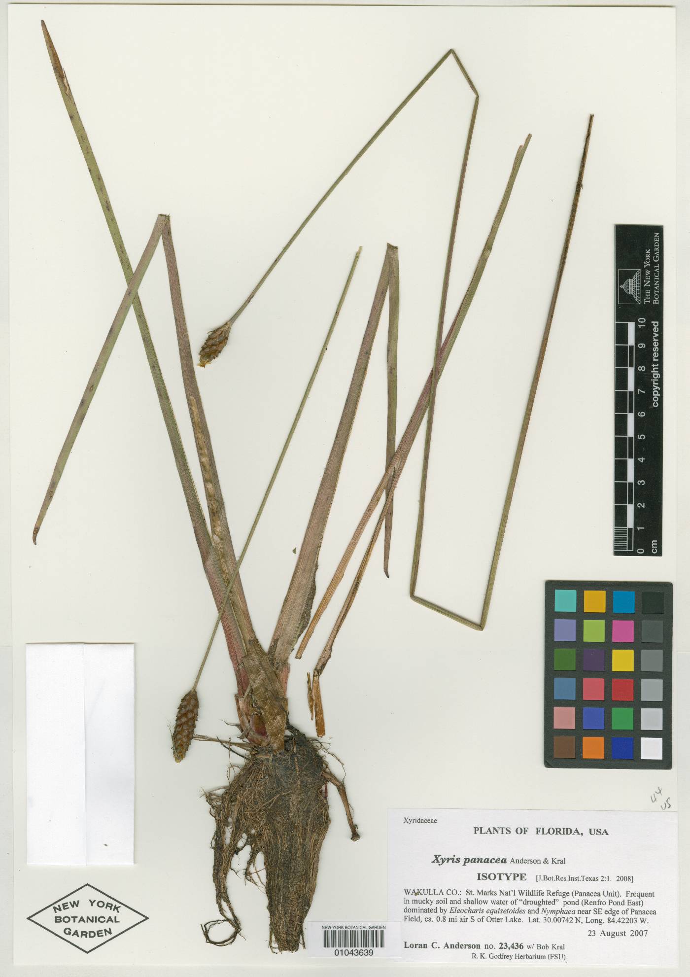 Xyris panacea image