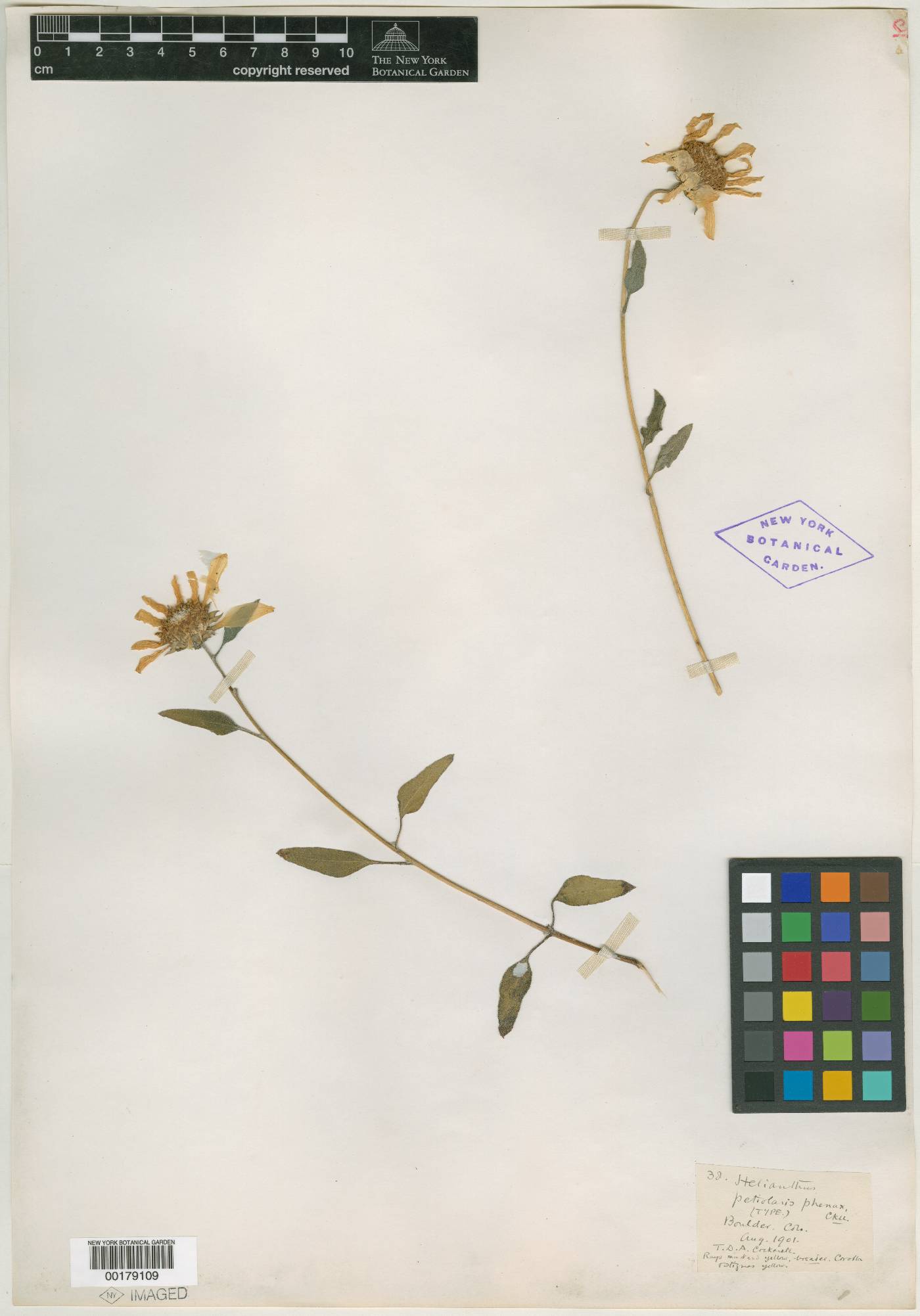 Helianthus petiolaris var. phenax image