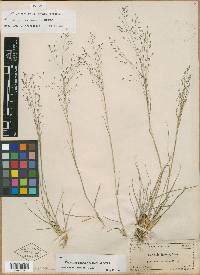 Eragrostis floridana image