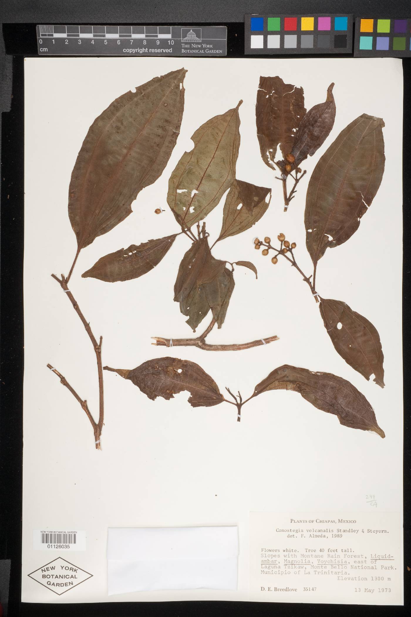 Conostegia volcanalis image