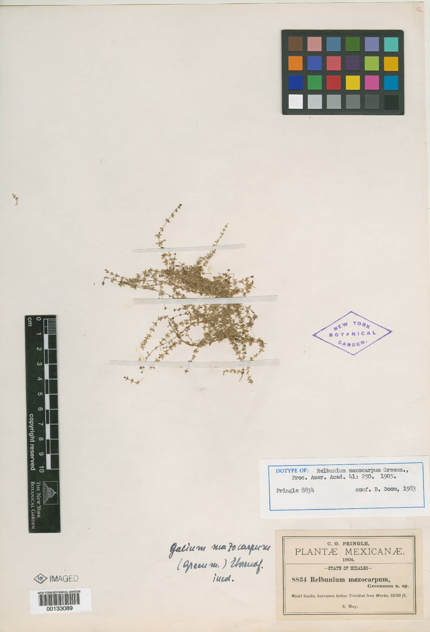 Galium sphagnophilum image