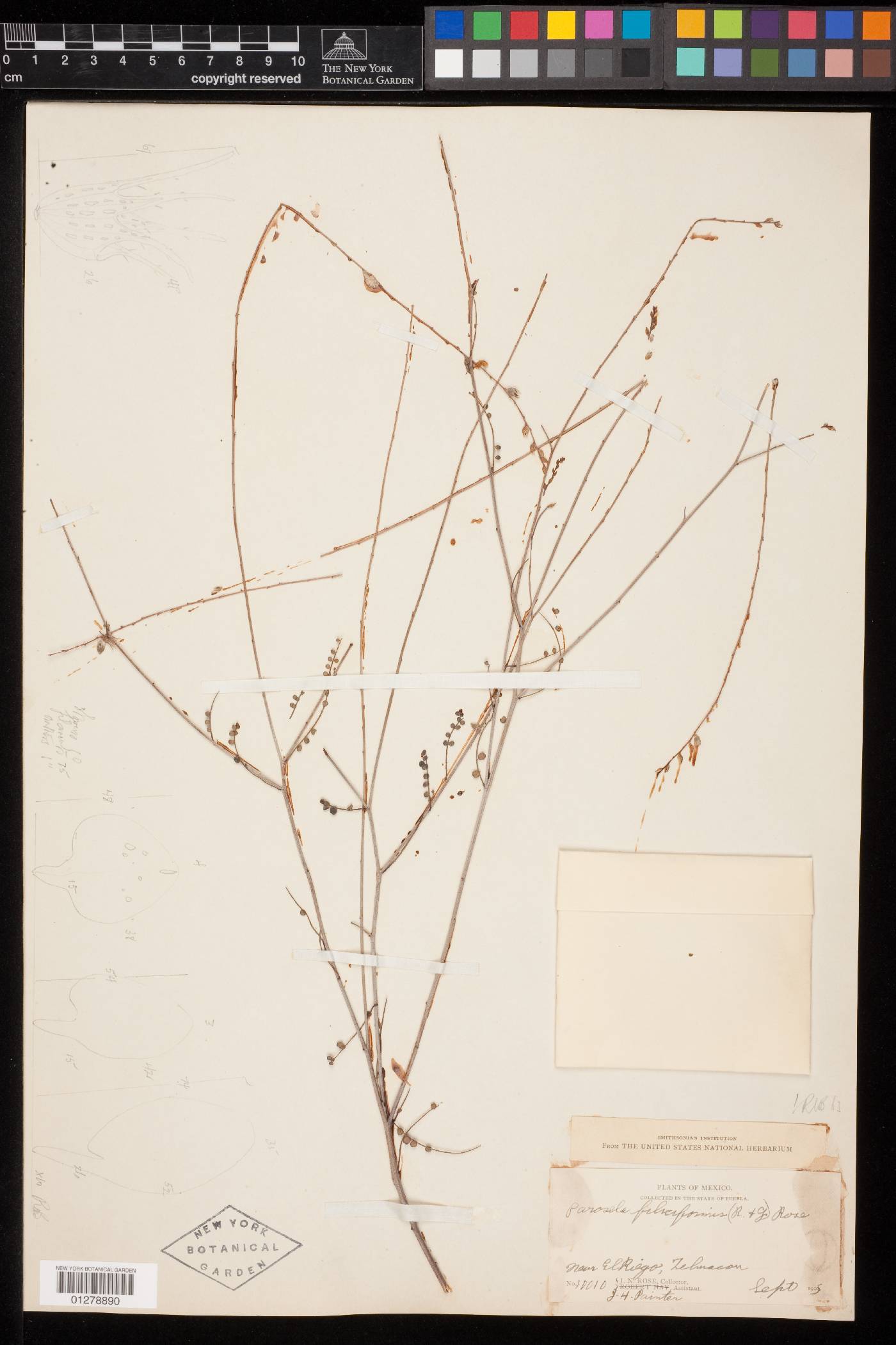 Dalea filiciformis image