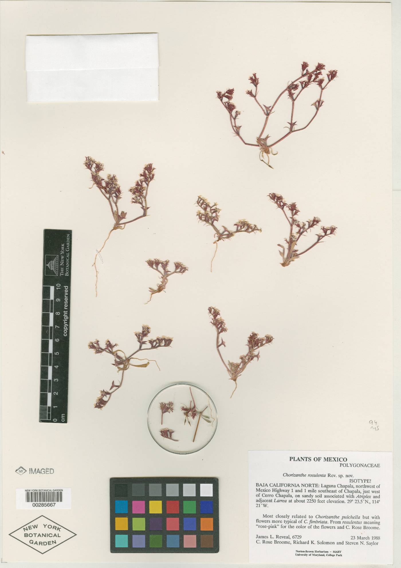 Chorizanthe rosulenta image