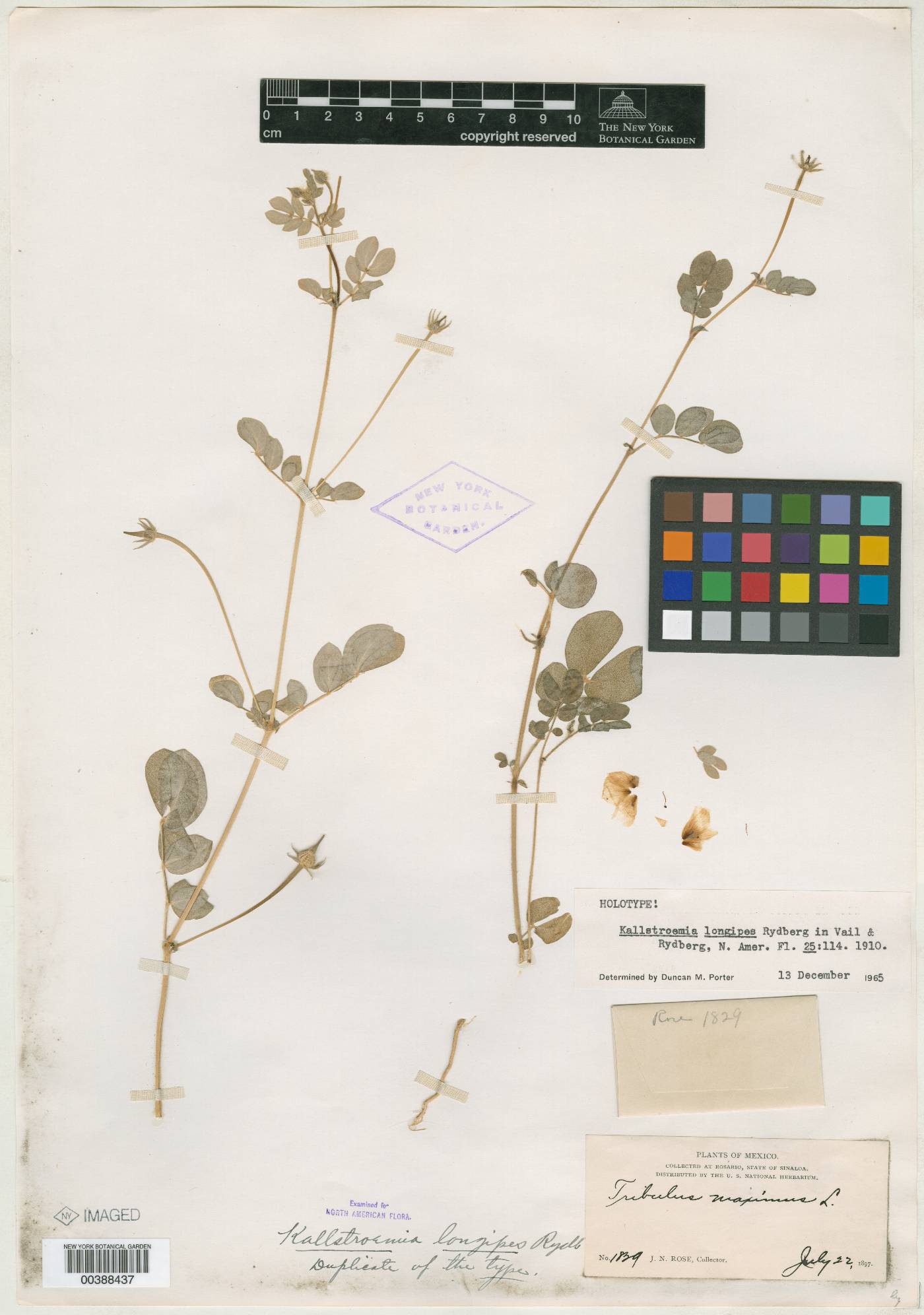 Kallstroemia pubescens image