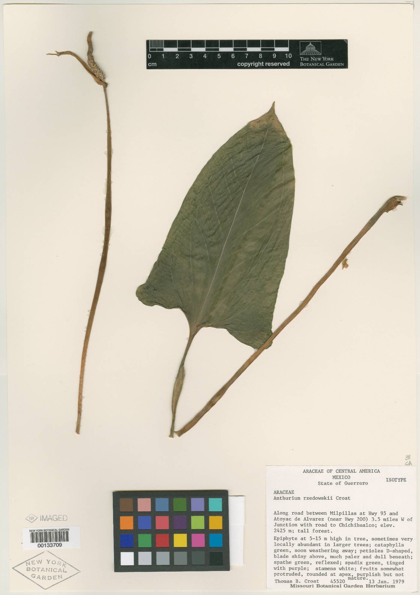 Anthurium rzedowskii image