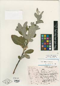 Salix scouleriana image