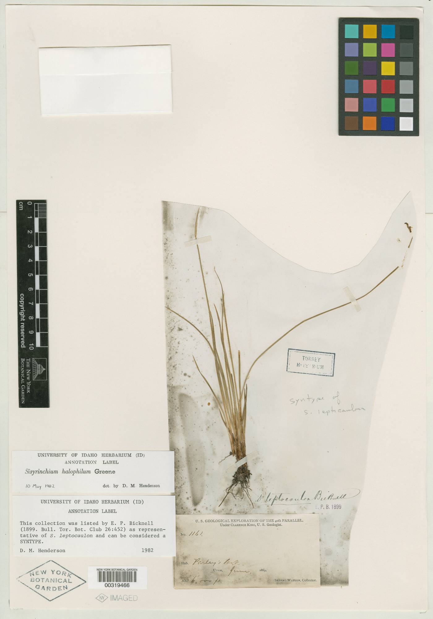 Sisyrinchium leptocaulon image