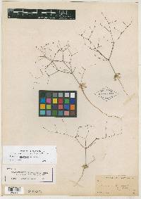 Eriogonum mohavense image