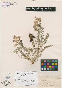 Astragalus remulcus image