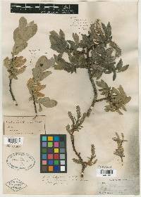 Salix californica image