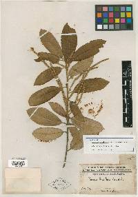 Notholithocarpus densiflorus image