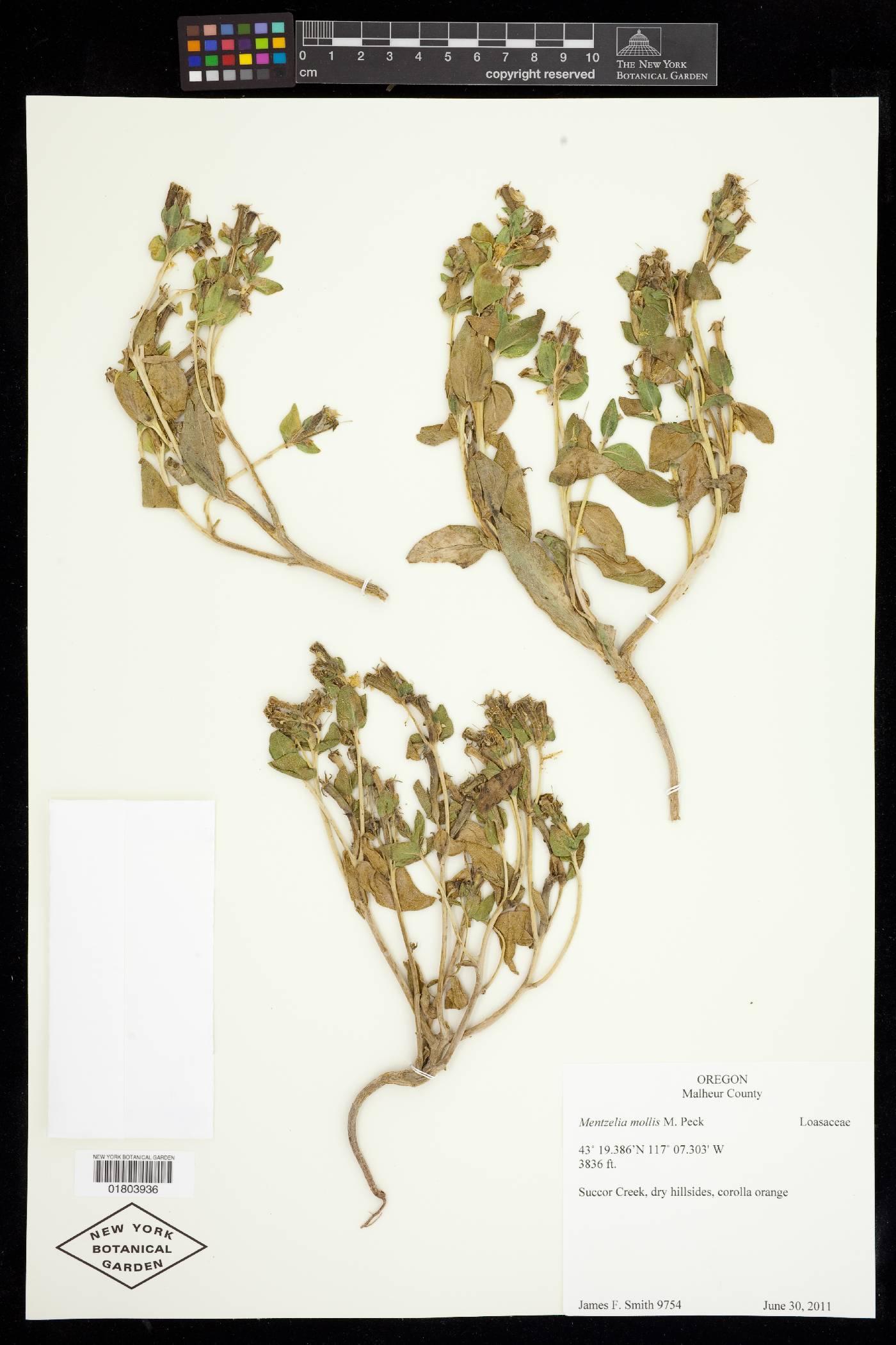 Mentzelia mollis image