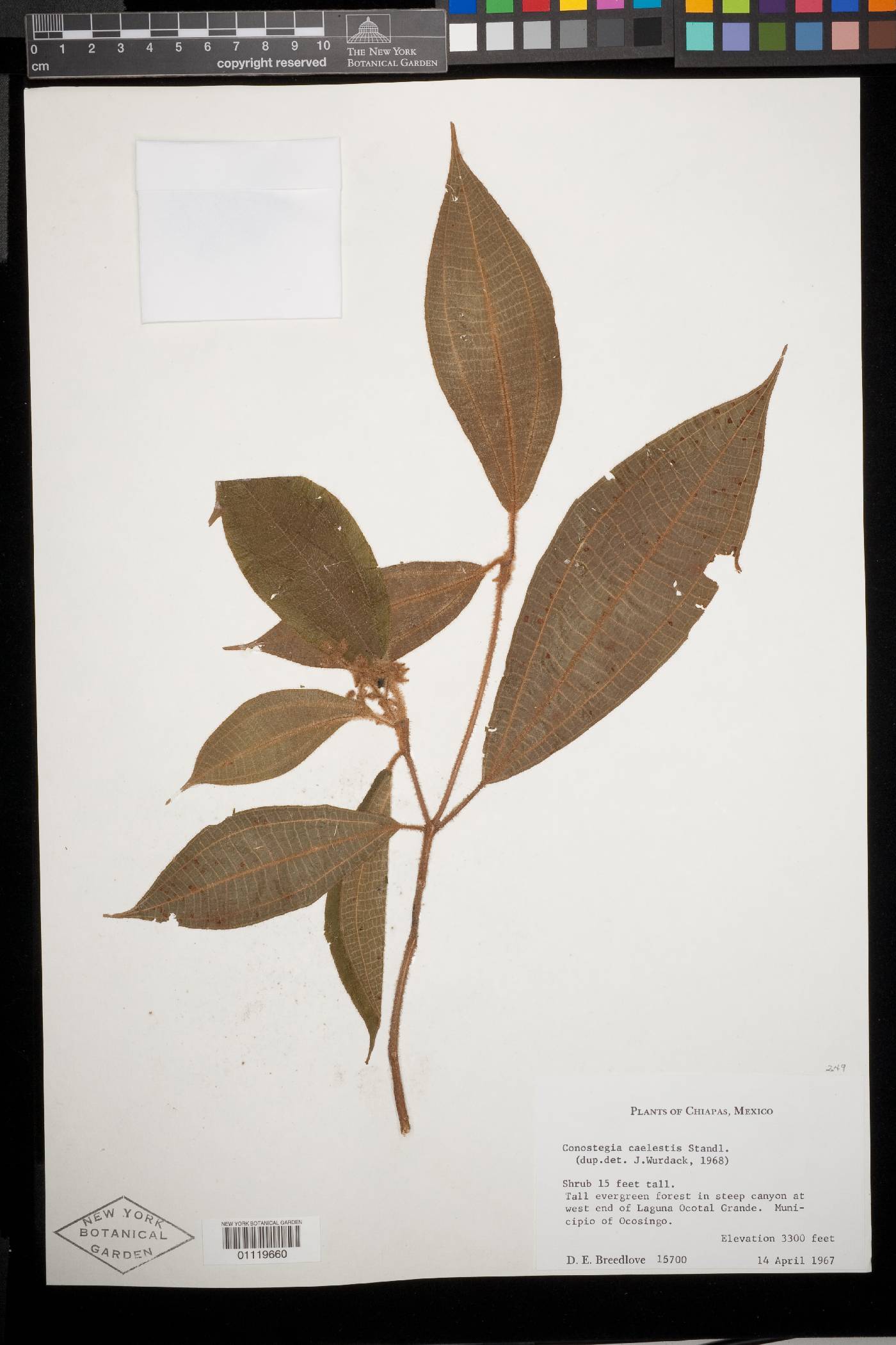 Miconia caelestis image