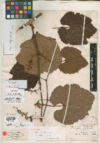 Vitis rufotomentosa image